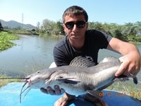 Thai Fish Species - Chinese Highfin Catfish