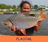 Thail Fish Species - Flagtail