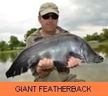 Photo Gallery - Giant Featherback