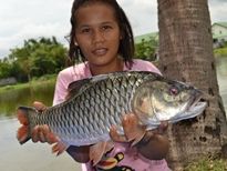 Thai Fish Species - Jungle Perch