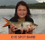 Thai Fish Species - Eys Spot Barb
