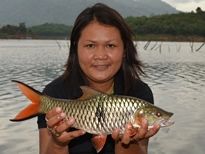 Thai Fish Species - Eye Spot Barb