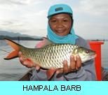 Khao Laem Dam Gallery - Hampala Barb
