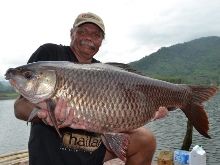 Rohu 18.4kg Khao Laem Dam