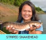 Khao Laem Dam Gallery - Striped Snakehead