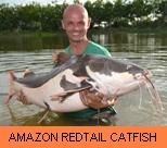 Thai Fish Species - Amazon Redtail Catfish