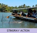 Gallery - Stingray Action Gallery - Stingray Action