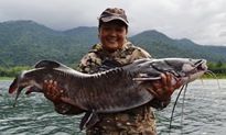 Thai Redtailed Catfish