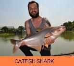 Photo Gallery - Catfish Shark