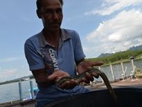 Thai Fish Species - Zig-Zag Eel