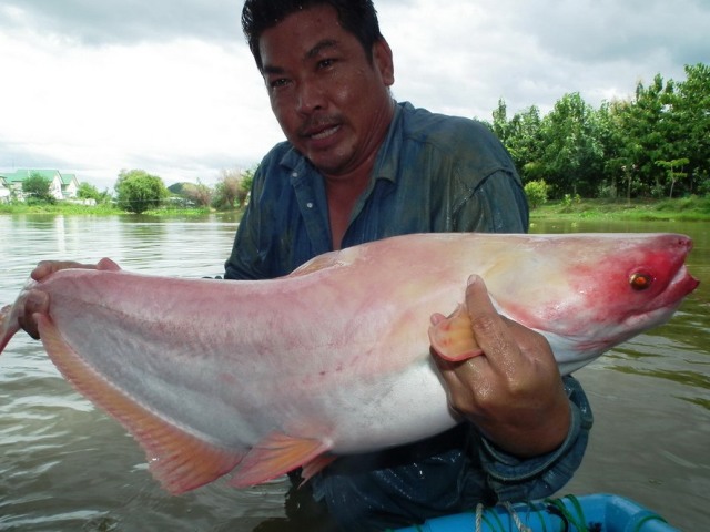 guided fishing holidays in thailand at palm tree lagoon photo image