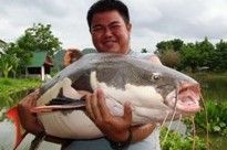 Fishing in Thailand - Amazon Redtail Catfish