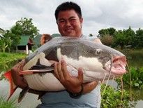 Thai Fish Species - Amazon Redtail