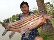 Juliens 22.15kg Juliens 22.15kg