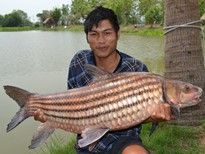 Thai Fish Species - Juliens Golden Price Carp
