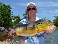 Thai Fish Species - Peacock Bass