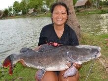 Thai Redtailed Catfish 26.5kg