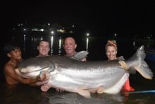 Mekong Catfish 171kg