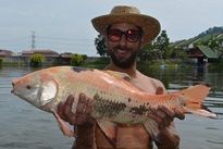 Thai Fish Species - Albino Rohu