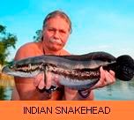 Thai Fish Species - Indian Snakehead