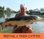 Thai Fish Species - Redtail x Tiger Catfish