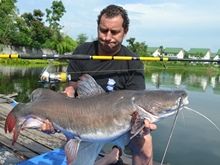 Thai Redtail Catfish 24.8kg