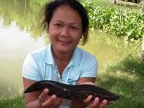 Thai Fish Species - Splendid Snakehead