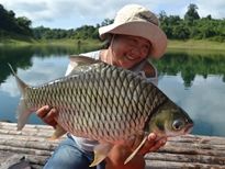 Thai Fish Species - Java Barb