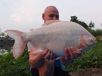 Thai Fish Species - Albino Pacu