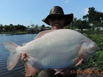 Thai Fish Species - Albino Pacu
