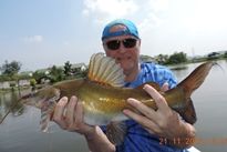 Thai Fish Species - Yellow Catfish