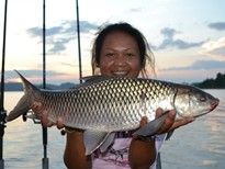 Thai Fish Species - Mrigal