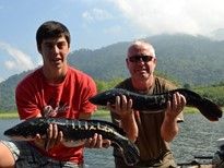 A Brace of Giant Snakeheads
