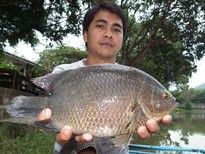 Thai Fish Species - Nandid Tiger Perch