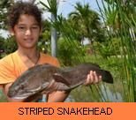 Thai Fish Species - Striped Snakehead