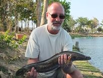 Thai Fish Species - Cobra Snakehead