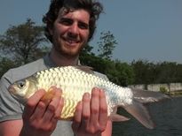 Thai Fish Species - Golden Bellied Barb