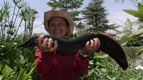 Thai Fish Species - Fire Eel