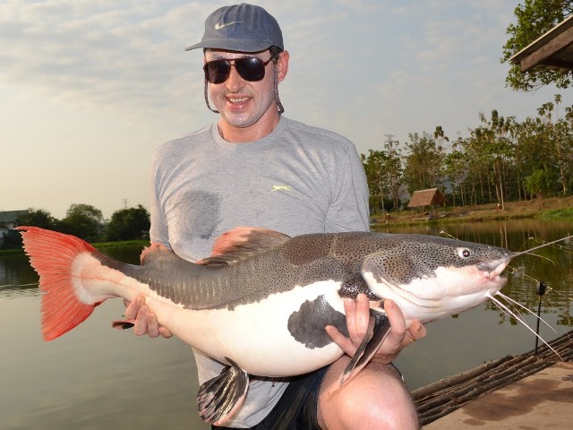 Redtail Catfish - Colin