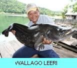 Khao Laem Dam Gallery - Wallago Leeri