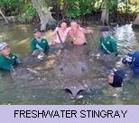 Giant Freshwater Stingray - Gallery Giant Freshwater Stingray - Gallery