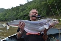 Thai Fish Species - Whisker Sheatfish