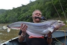 Whisker Sheatfish 6.75kg