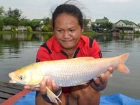 Thai Fish Species - Chinese Grass Carp