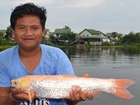 Thai Fish Species - Chinese Grass Carp