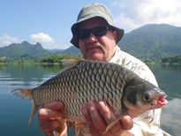 Thai Fish Species - Java Barb