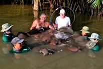 Thai Fish Species - Giant Freshwater Stingray