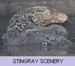 Gallery - Stingray Scenery Gallery - Stingray Scenery