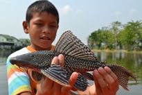 Thai Fish Species - Suckermouth Catfish