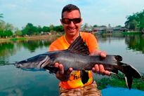 Thai Fish species - Crystal Eyed Catfish